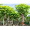 山东苗木网，菏泽白蜡，白蜡工程苗，白蜡大树，闫理辉15964420508