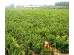 东北水杉，东北苗木网，水杉报价表，水杉小苗，水杉绿化苗，水杉繁育基地，水杉图1