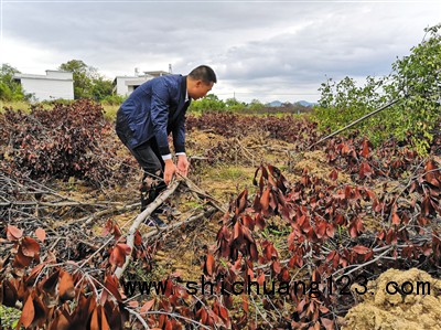 杨占发在查看被清理的苗木。新京报记者 程亚龙 摄