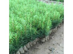 山东白皮松，山东苗木网，山东白皮松繁育基地，山东白皮松价格表，白皮松价格，白皮松图1
