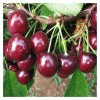 莱阳市名优果苗良种场供应梨树、苹果树，山东苗木网，烟台果树网