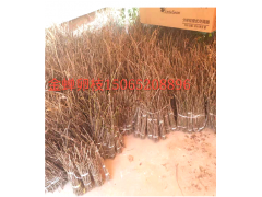 主营金蝉养殖与种植 惠民树媒婆金蝉养殖图2