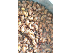 金蝉养殖与种植 ​山东守伟苗木种植有限公司 金蝉养殖图3