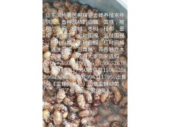 出售《金蝉幼苗》图2