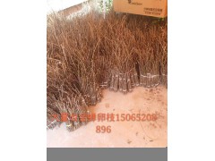 出售《金蝉幼苗》图3