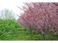 高干精品樱花，关山晚樱，吉野早樱，五莲优系大青叶基地，樱花基地，樱花图1