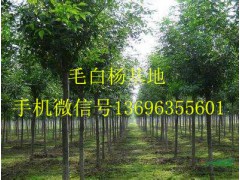 国槐/速生国槐图2