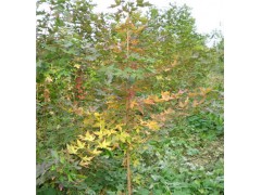 基地大量销售批发五角枫树苗 绿化苗木 五角枫小苗，辽宁苗木网，辽宁苗木图1