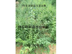 连翘苗出售、大量1年生连翘苗出售图1