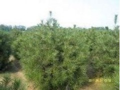 2米油松2.5米油松大量低价出售图1
