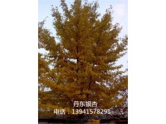 丹东银杏13941578291图2