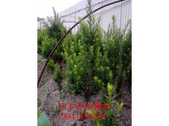 丹东乔木紫杉13941578291图1
