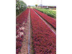 辽宁紫丁香|河北小叶丁香小苗|山西暴马丁香|新疆大叶丁香小苗图3