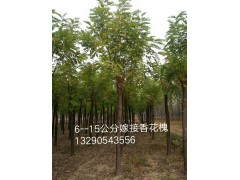 6-15嫁接香花槐价格，河北苗木网，保定苗木基地，2019香花槐基地图1