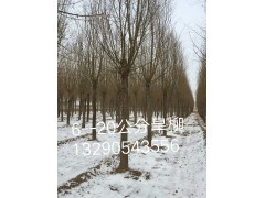 6-20公分旱柳批发，旱柳现货上车价。河北旱柳基地，旱柳批发，19年旱柳图1