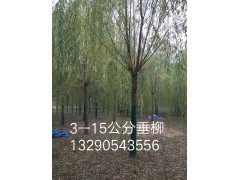 3-15公分柳树，柳树基地，河北柳树，保定苗木基地，保定苗木批发图1