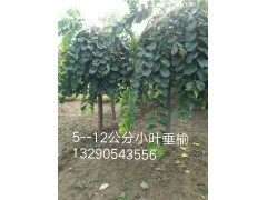 3-12公分小叶垂榆，小叶垂榆基地，河北苗木网，保定垂榆，小叶垂榆图1
