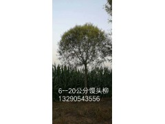 馒头柳批发、河北馒头柳工程苗、河北园林苗木基地、河北苗木网、保定苗木图1