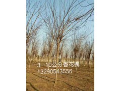 河北苗木网，保定香花槐基地，3-10公分香花槐现货装车。香花槐苗木基地图1