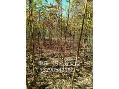 火炬工程苗，火炬苗木基地，火炬苗批发、河北火炬苗移栽、保定火炬苗基地图1