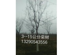河北栾树、栾树基地、栾树上车苗、栾树批发、河北苗木网、保定苗木图1