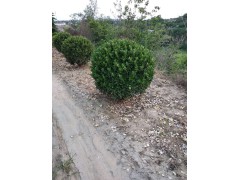 出售小叶黄杨_随挖随卖，小叶黄杨价格_量多从优_苗圃基地直销图1