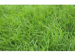 河北栾城草坪_北京草坪_绿化草坪_早熟禾_草皮_高羊茅图1