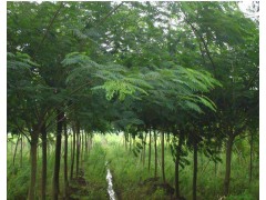 合欢苗木更新 优质合欢报价市场 合欢基地苗木  江苏苗木网 合欢基地图1