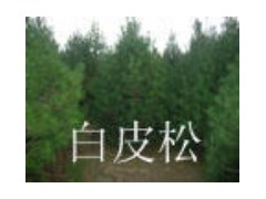 山西白皮松 白皮松基地 白皮松价格 规格油松低价出售图1