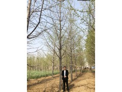 中国银杏之乡_专供1-80公分银杏_银杏之乡 15094738666图1
