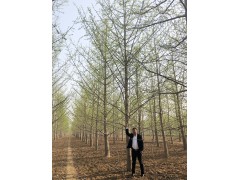 银杏树-银杏树价格-银杏树种植批发_郯城樊盛园林绿化有限公司图1