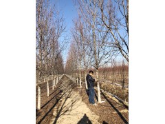 银杏树-银杏树苗-银杏树价格-批发基地 樊盛园林15094738666图1