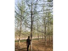 银杏树-银杏树多少钱专供_2000亩苗圃直营_品质优良 樊盛园林图1