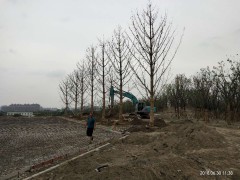 银杏实景