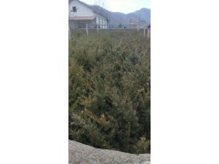 原床苗60公分以上红豆杉，红豆杉价格，东北红豆杉基地，2019红豆杉价格图3