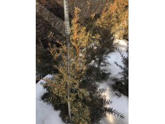 3年生红豆杉多少钱一棵？红豆杉树苗多少钱一棵？东北红豆杉图1