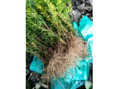 3年生红豆杉多少钱一棵？红豆杉树苗多少钱一棵？东北红豆杉图3
