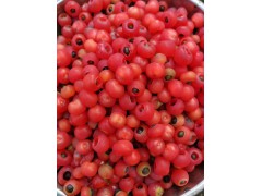 红豆杉种子批发，红豆杉种子发芽批发，红豆杉基地图2