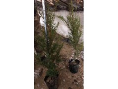 精品红豆杉盆景图片，红豆杉树图片盆景，红豆杉结果盆景图2
