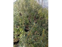 红豆杉泡水喝有什么用，10年红豆杉多少钱一棵？东北红豆杉图3