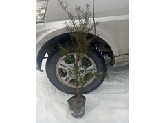 精品红豆杉盆栽介绍_精品红豆杉盆栽图， 东北红豆杉图2