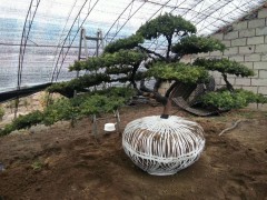精品红豆杉_精品红豆杉批发采购_精品红豆杉价格多少钱_精品红豆杉图2