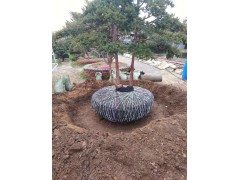 东北红豆杉,辽宁红豆杉,日本红豆杉,东北红豆杉13089279301图1
