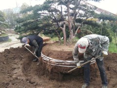东北红豆杉,辽宁红豆杉,日本红豆杉,东北红豆杉13089279301图2