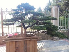 红豆杉大树盆景，精品红豆杉盆景，红豆杉造型盆景，红豆杉盆景图1