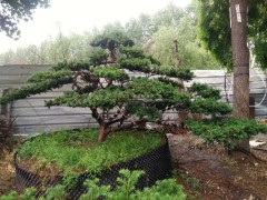 红豆杉大树盆景，精品红豆杉盆景，红豆杉造型盆景，红豆杉盆景图2