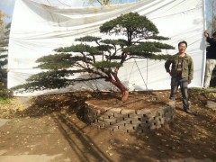 红豆杉大树盆景，精品红豆杉盆景，红豆杉造型盆景，红豆杉盆景图3