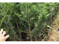 红豆杉营养钵苗 东北红豆杉 大规模销售东北红豆杉小苗图2