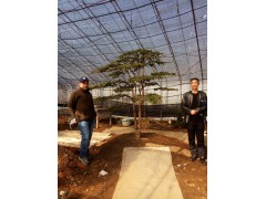 精品红豆杉 东北红豆杉种植 红豆杉大树 红豆杉价格 红豆杉基地图2