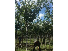 裂叶榆6—8公分大量出售，裂叶榆基地，东北裂叶榆批发，裂叶榆价格图1